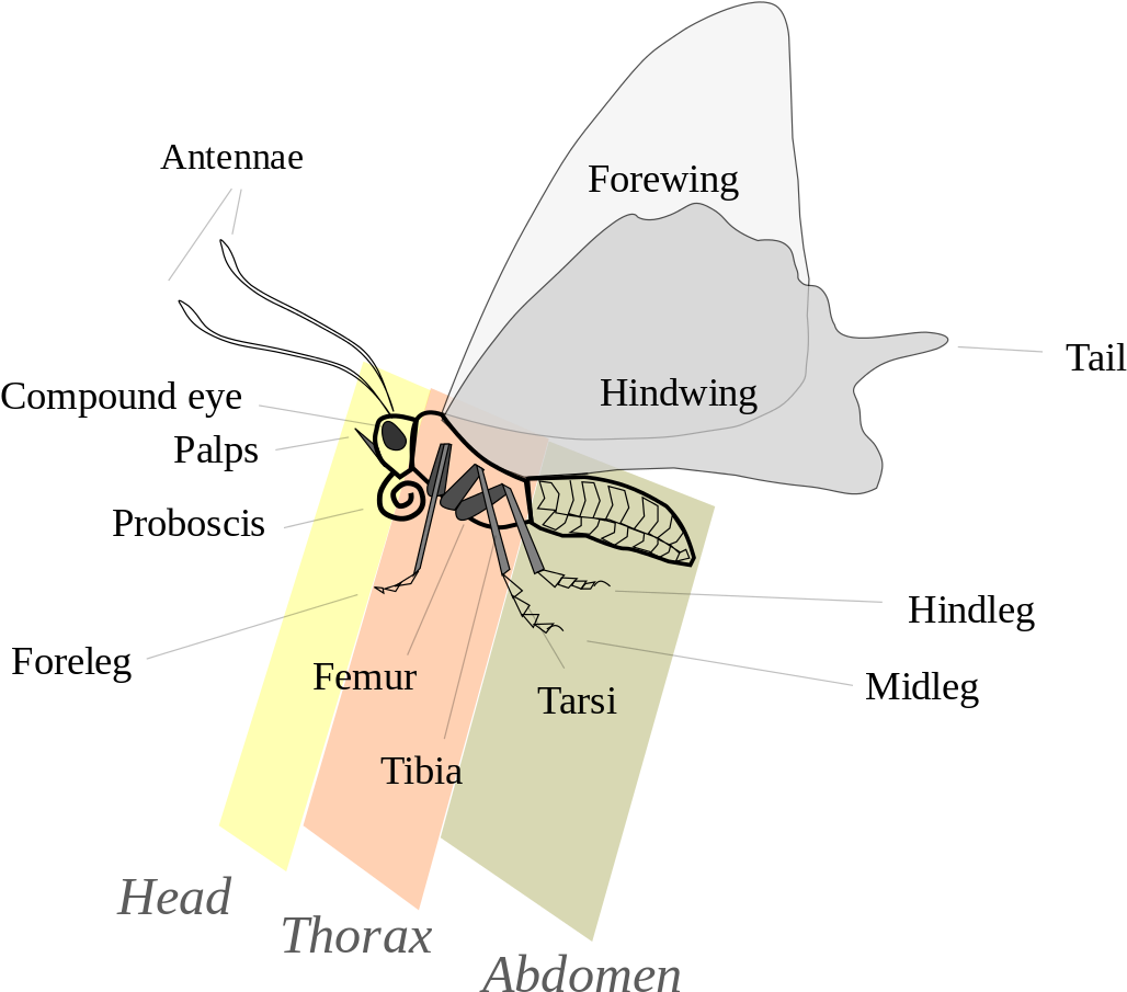 Butterfly_ Anatomy_ Labels PNG image