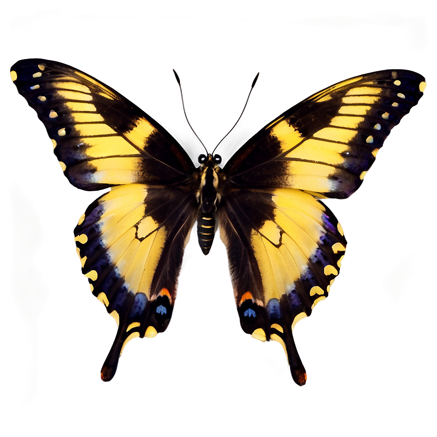 Butterfly C PNG image