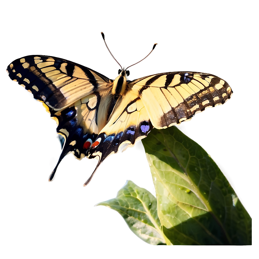 Butterfly In Nature Png 48 PNG image