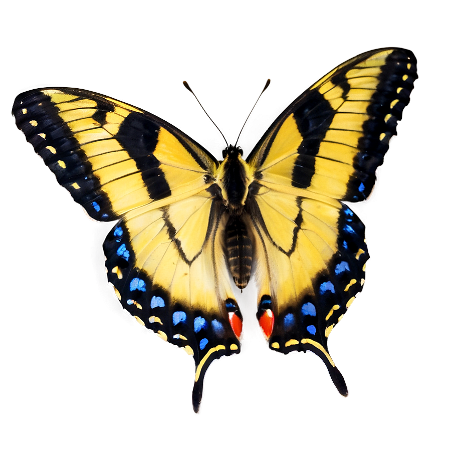 Butterfly In The Wild Png Mxl58 PNG image