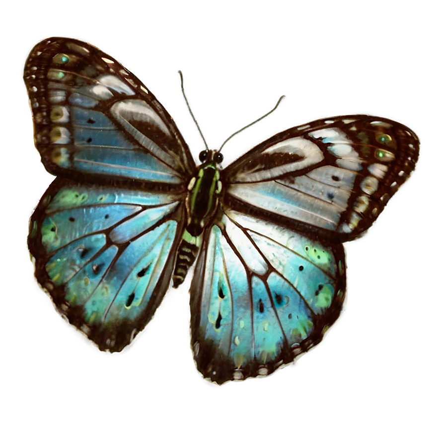 Butterfly Metamorphosis Png Xab38 PNG image