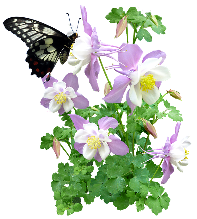 Butterfly_on_ Columbine_ Flowers PNG image