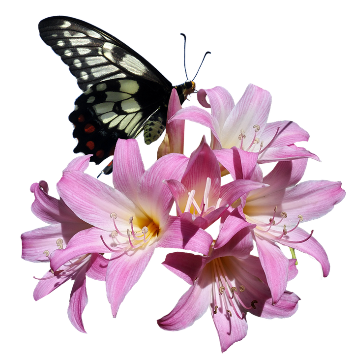 Butterfly_on_ Pink_ Lilies.png PNG image