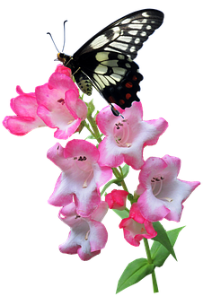 Butterfly_ Perched_on_ Pink_ Flowers PNG image