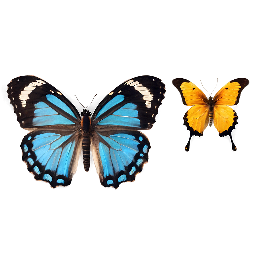 Butterfly Specimen Archive Png Lrx75 PNG image