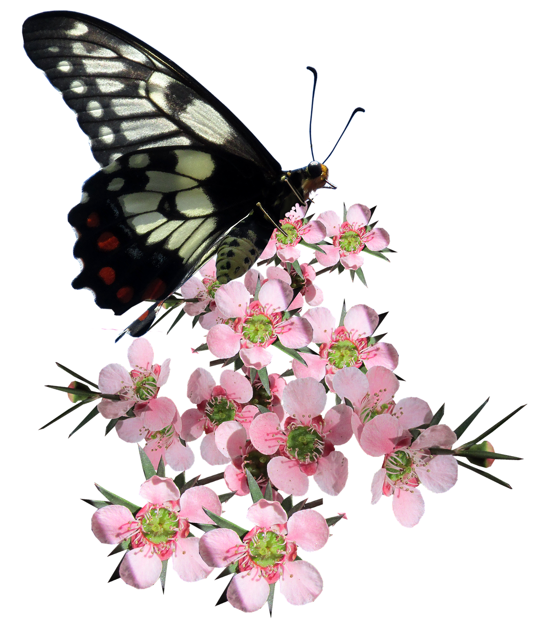 Butterflyon Pink Blossoms PNG image