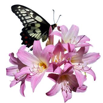 Butterflyon Pink Lilies PNG image