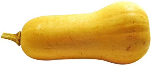 Butternut Squash Isolated PNG image