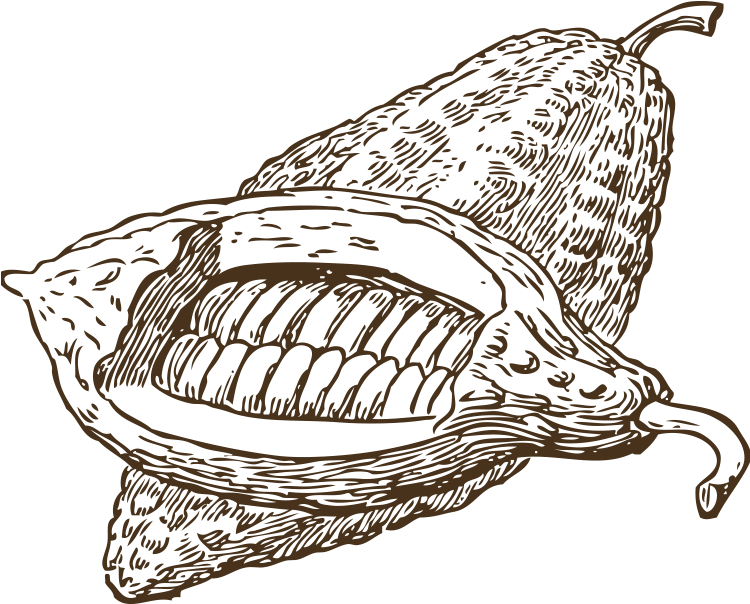 Cacao Podand Beans Sketch PNG image