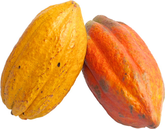 Cacao Pods Yellowand Red PNG image
