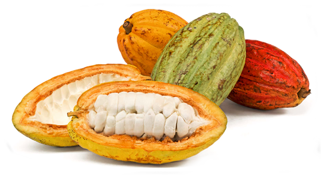 Cacao Podsand Beans.png PNG image
