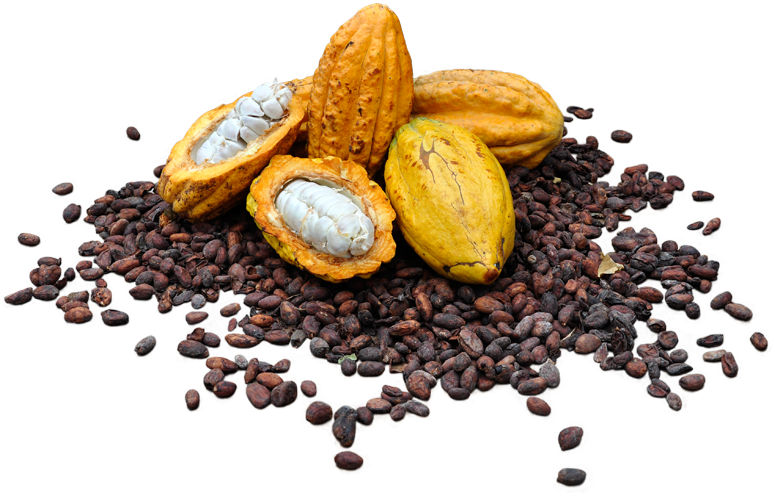 Cacao Podsand Beans PNG image