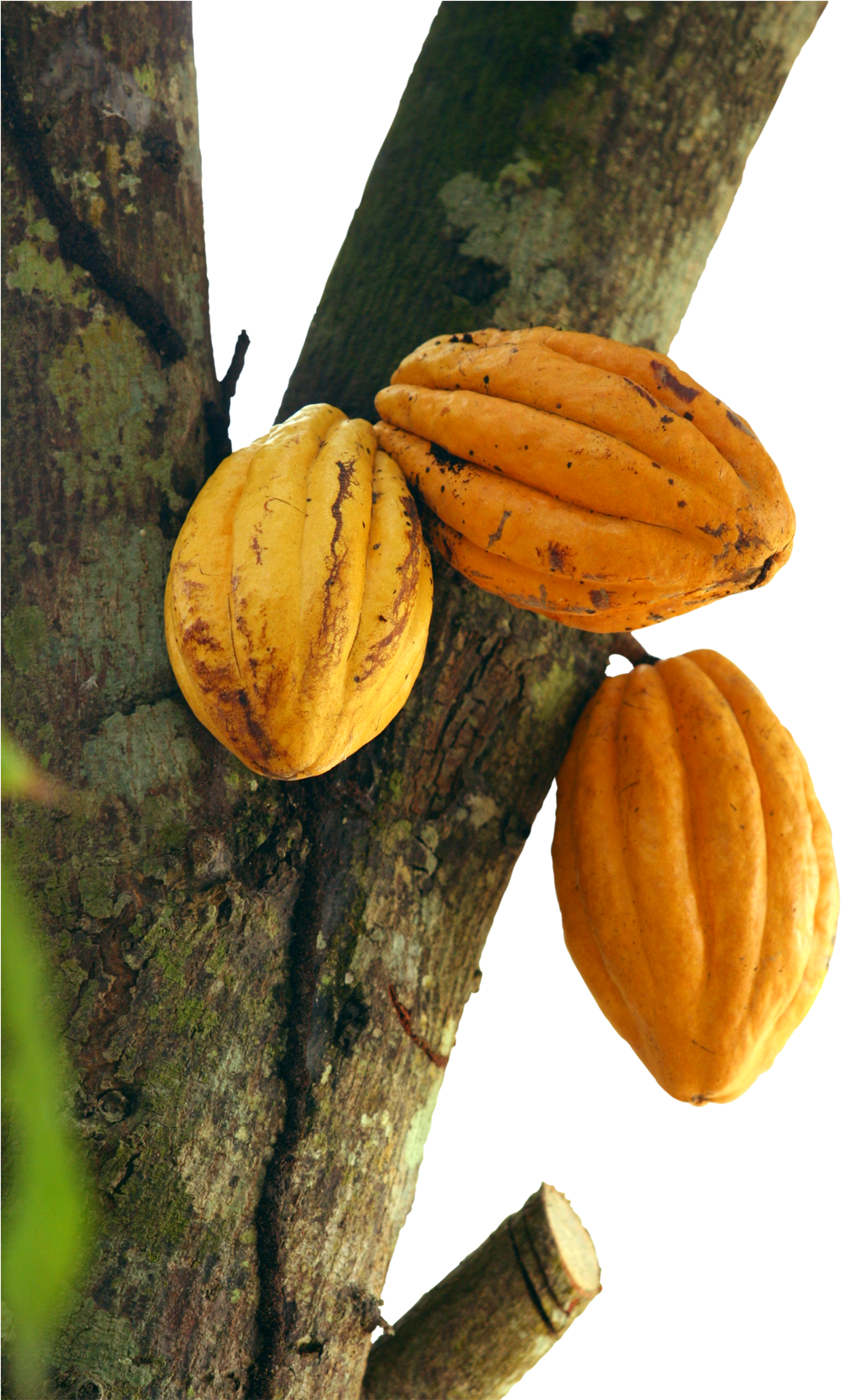 Cacao Podson Tree PNG image