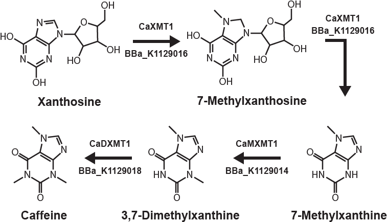 Caffeine Biosynthesis Pathway Diagram PNG image