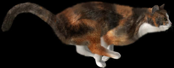 Calico Cat Black Background PNG image