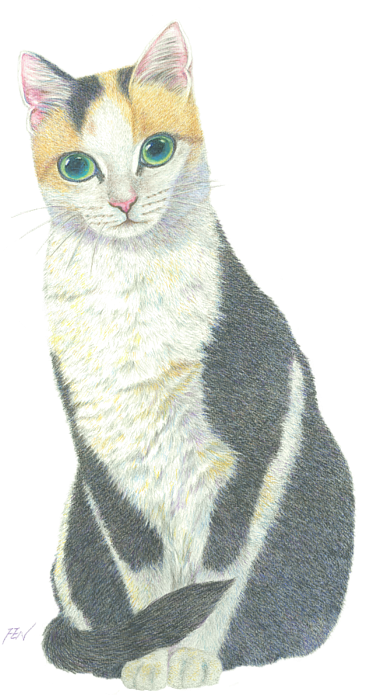 Calico Cat Illustration.png PNG image