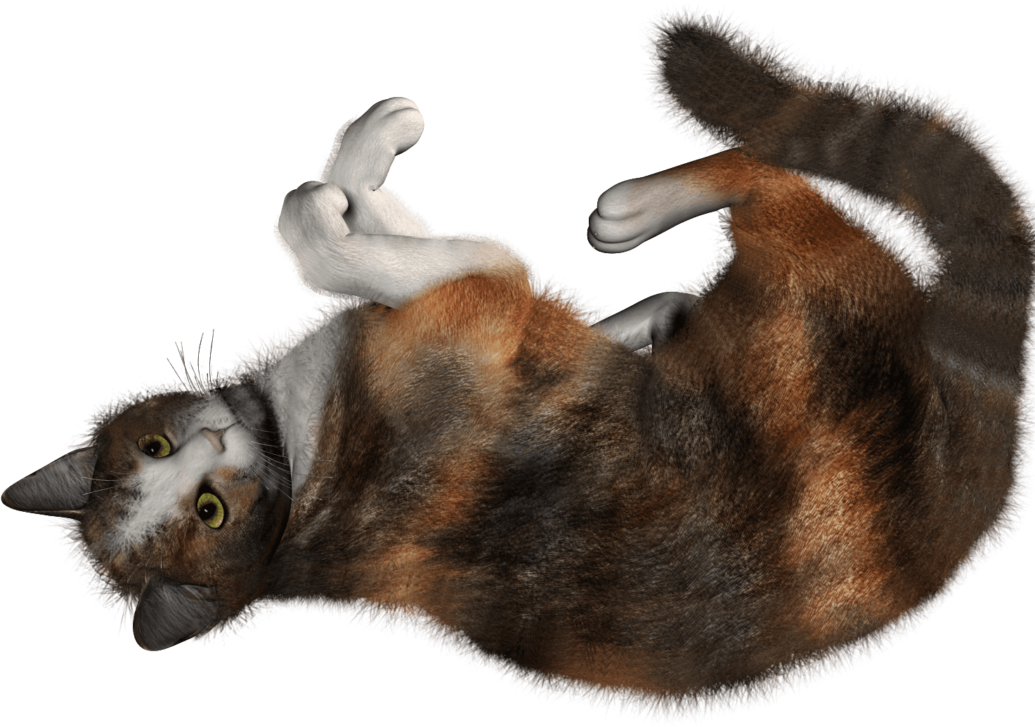 Calico Cat Lying On Back PNG image