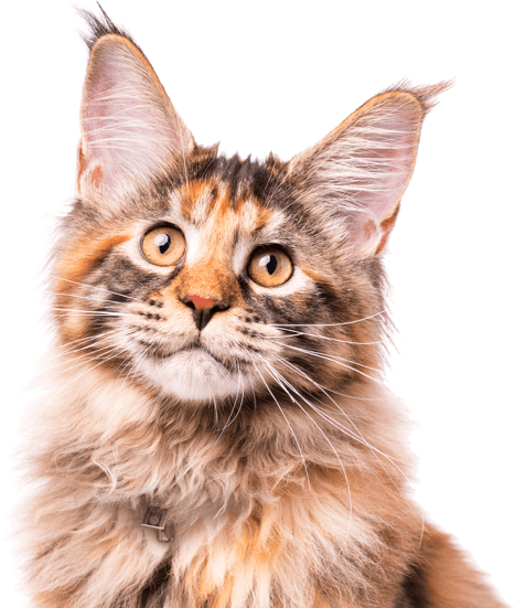 Calico Cat Portrait PNG image