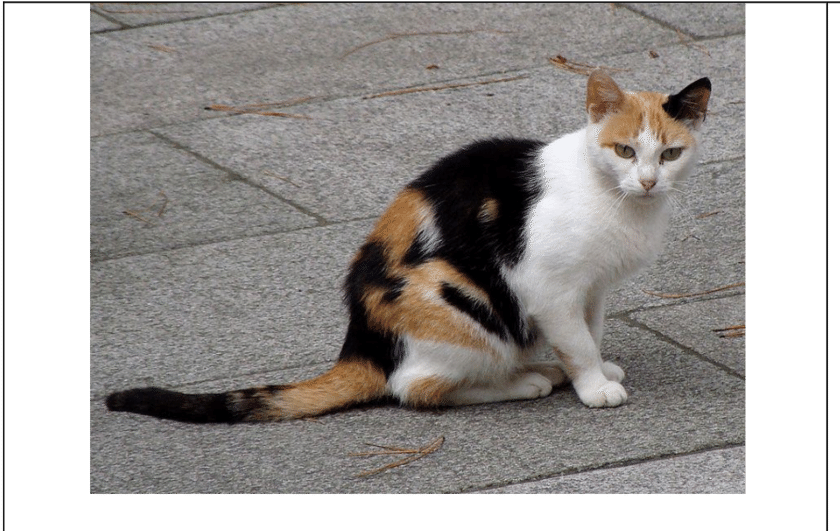 Calico Cat Sittingon Pavement PNG image