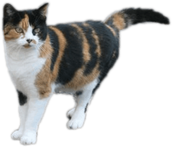 Calico Cat Standing Side View PNG image