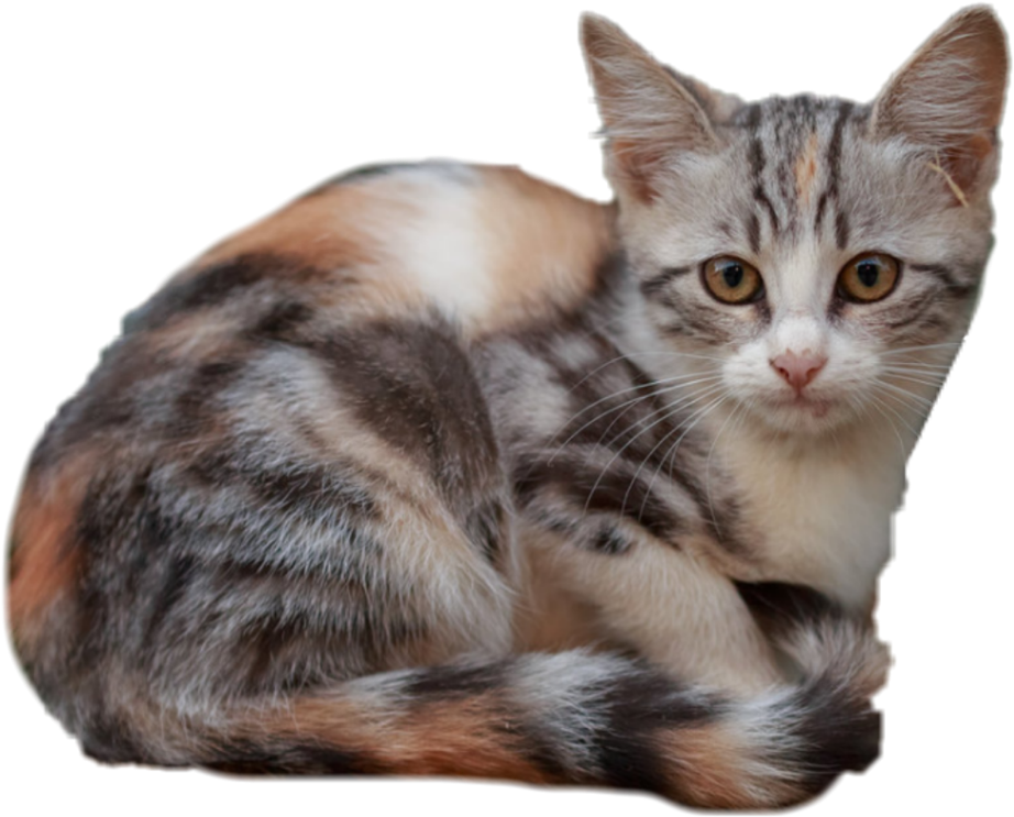 Calico Kitten Curled Up PNG image