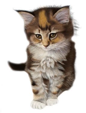 Calico Kitten Illustration PNG image