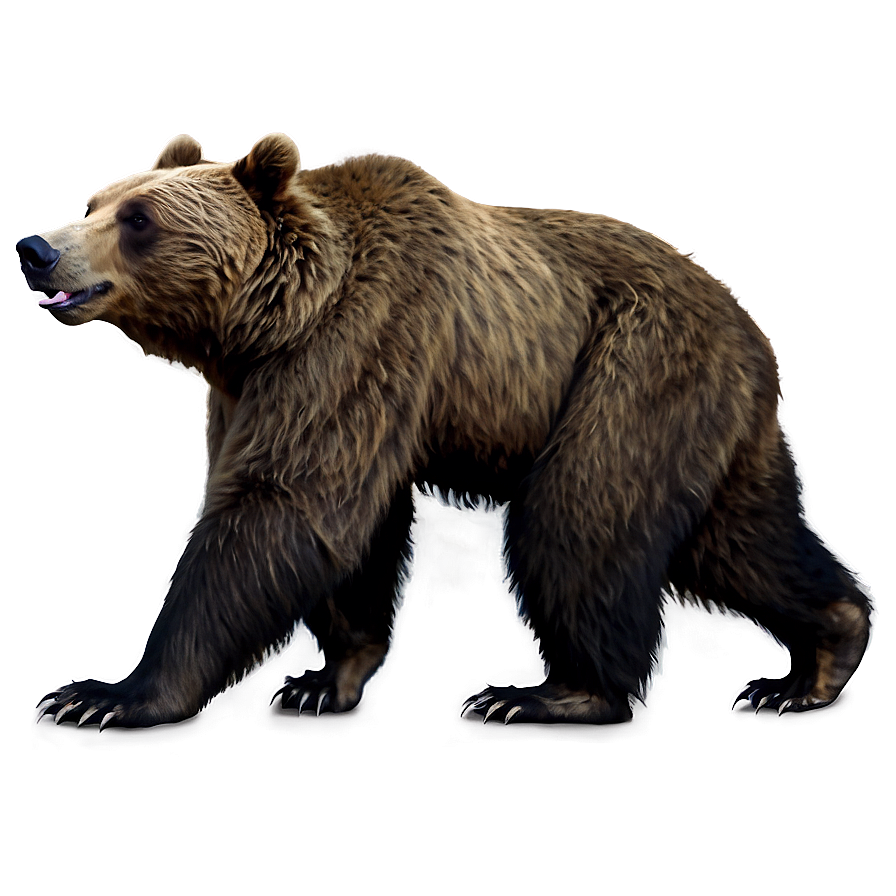 California Bear C PNG image