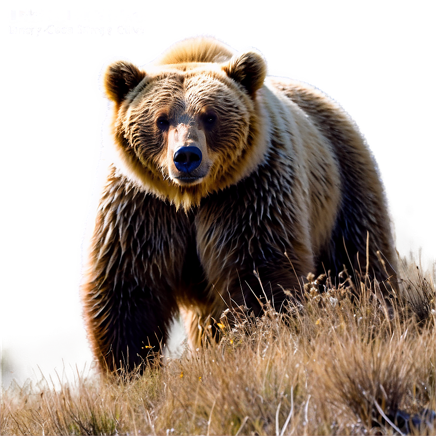 California Bear In Nature Png Lri PNG image