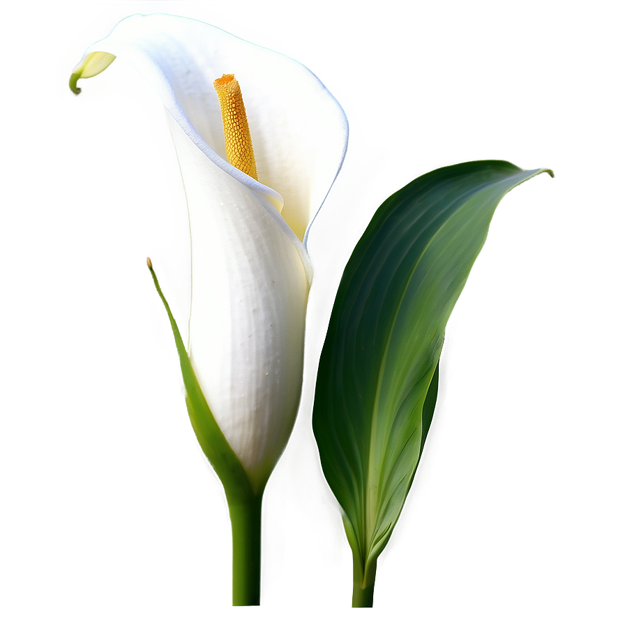 Calla Lily A PNG image