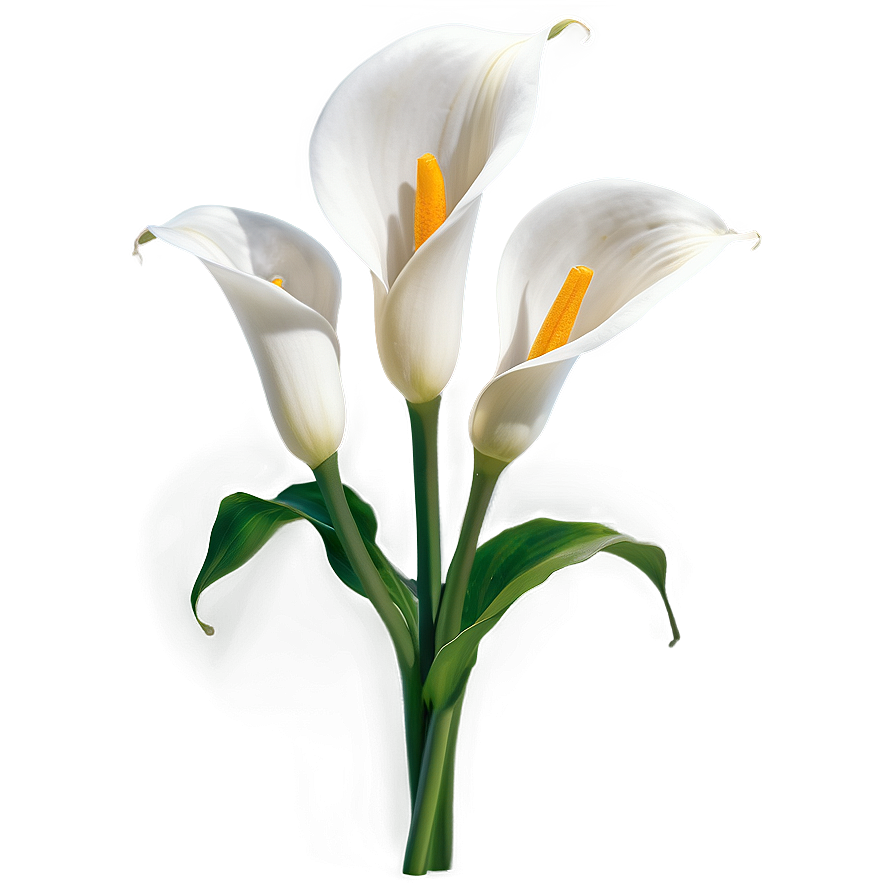 Calla Lily Flower Transparent Png 95 PNG image