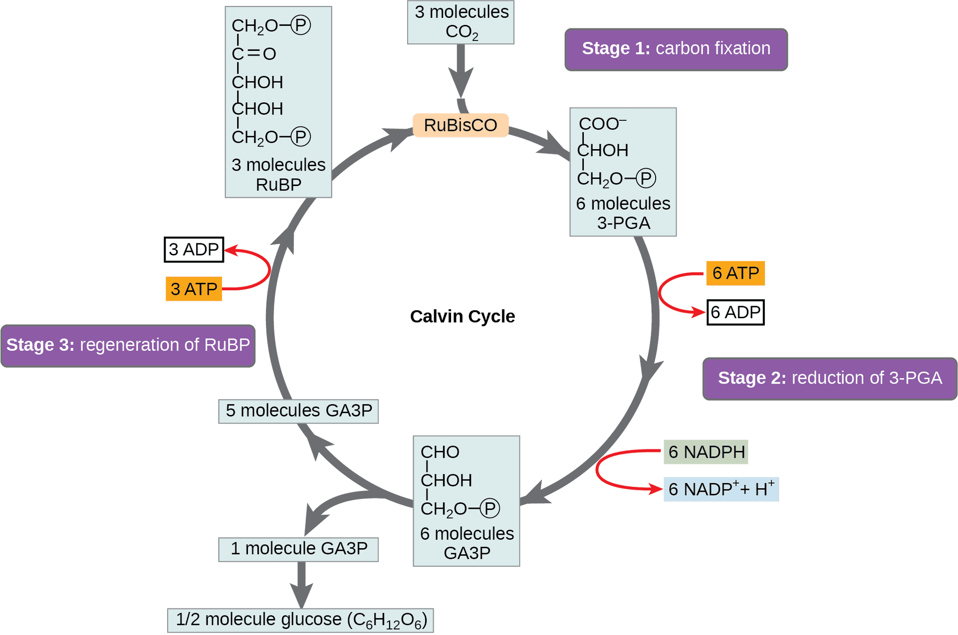 Calvin Cycle Photosynthesis Diagram PNG image