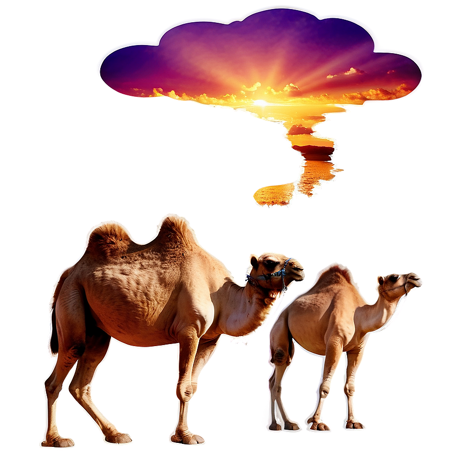 Camel With Sunset Background Png 35 PNG image