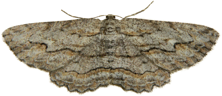 Camouflaged Moth Transparent Background PNG image