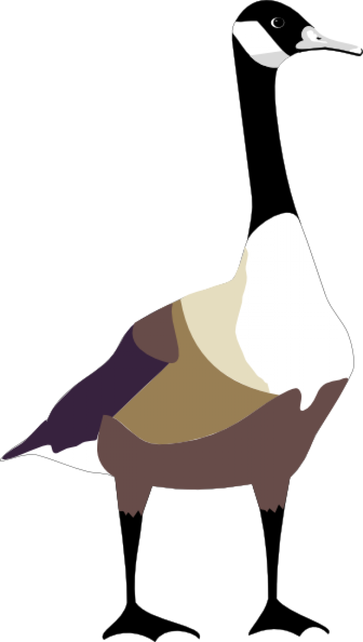 Canada Goose Illustration.png PNG image