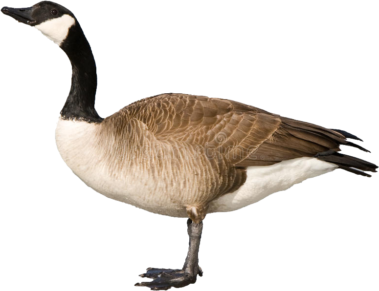 Goose Png PNG Images (100++)