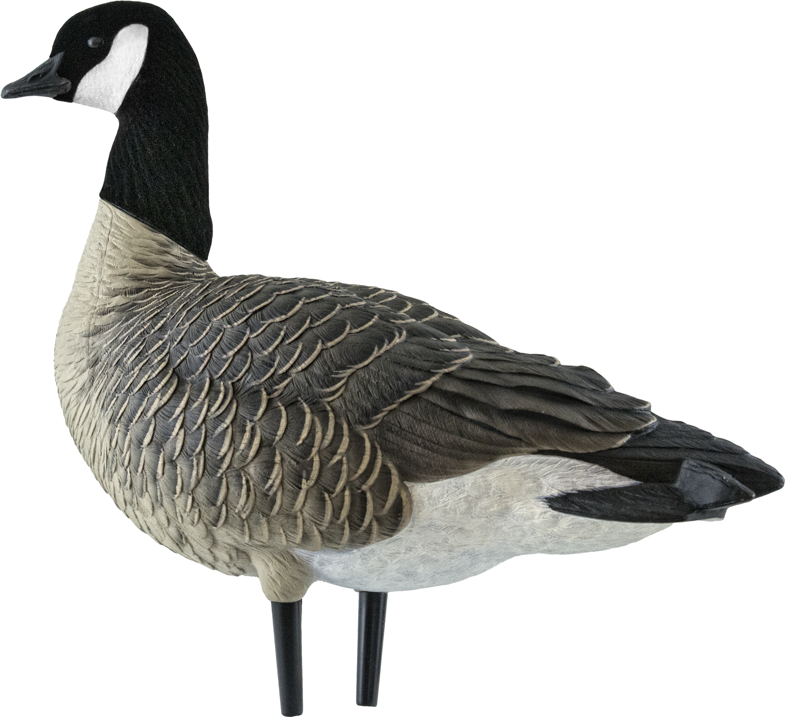 Canada Goose Profile PNG image