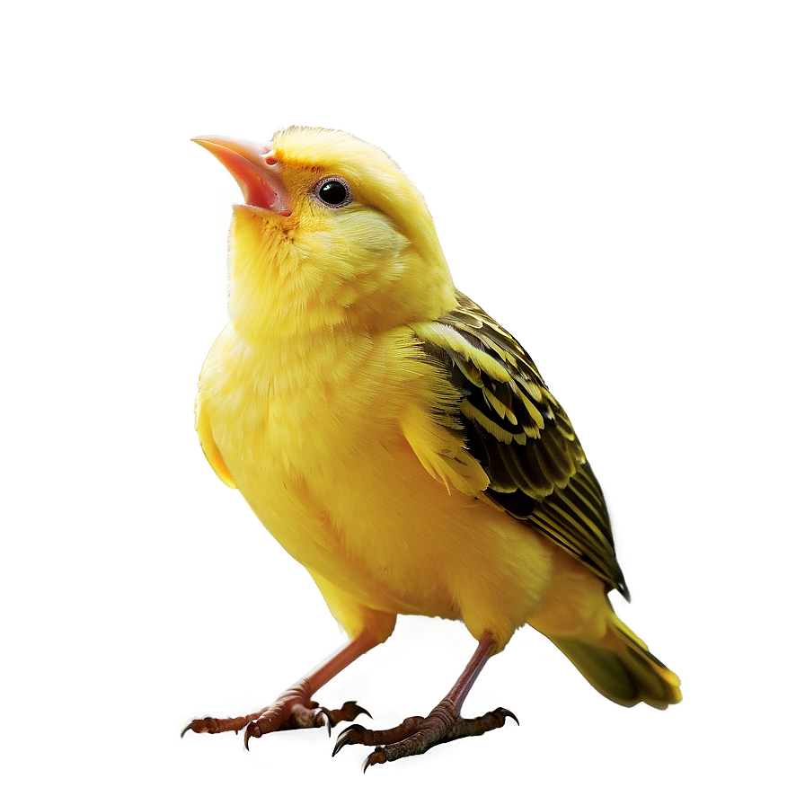 Canary Bird Singing Png 05032024 PNG image