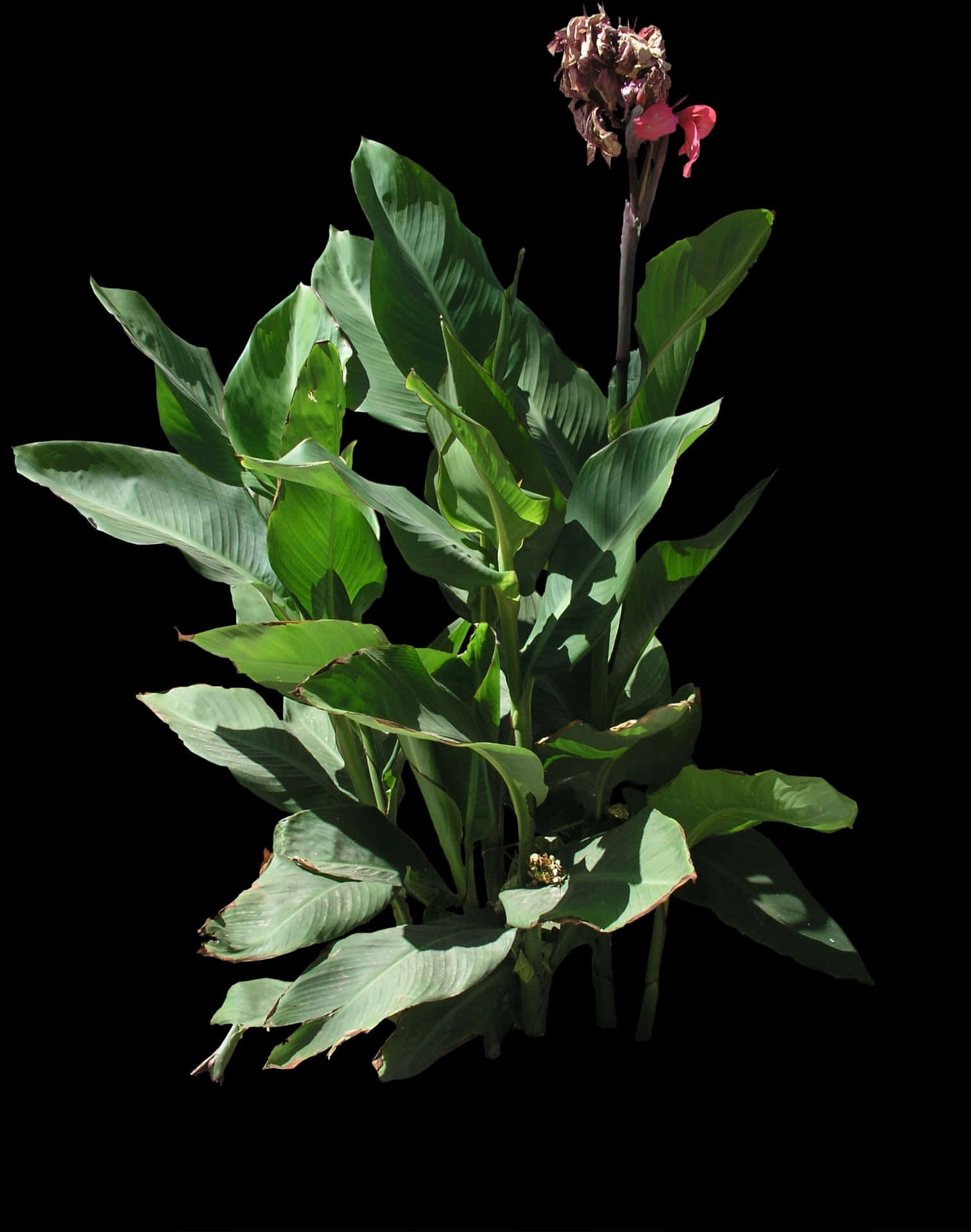 Canna Plantwith Fading Flowers PNG image