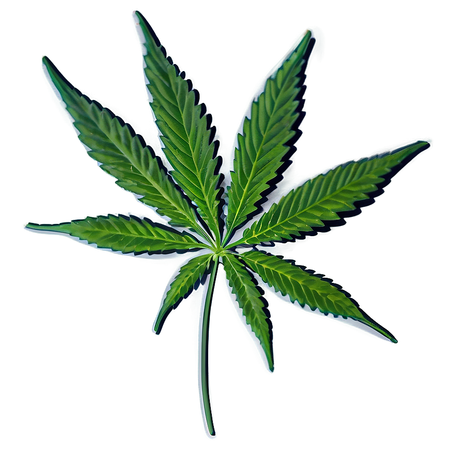 Cannabis Indica Leaf Png 98 PNG image
