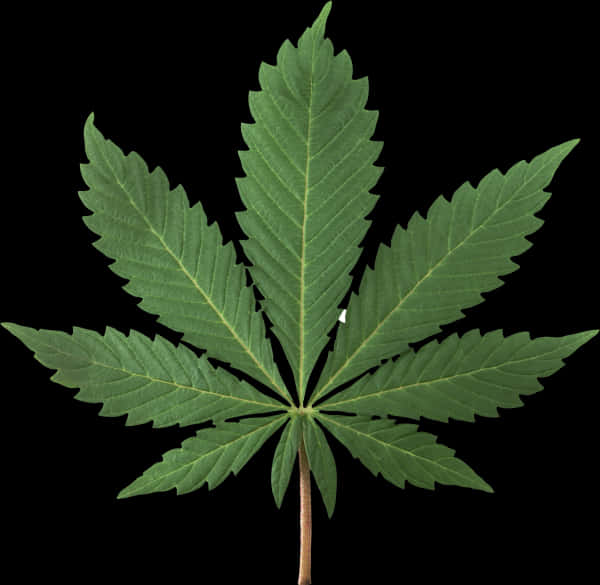 Cannabis Leaf Isolated Black Background PNG image