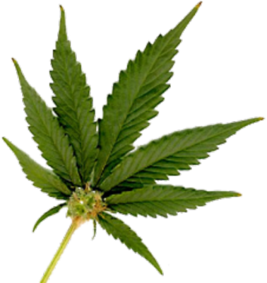 Cannabis Leaf Isolated.png PNG image