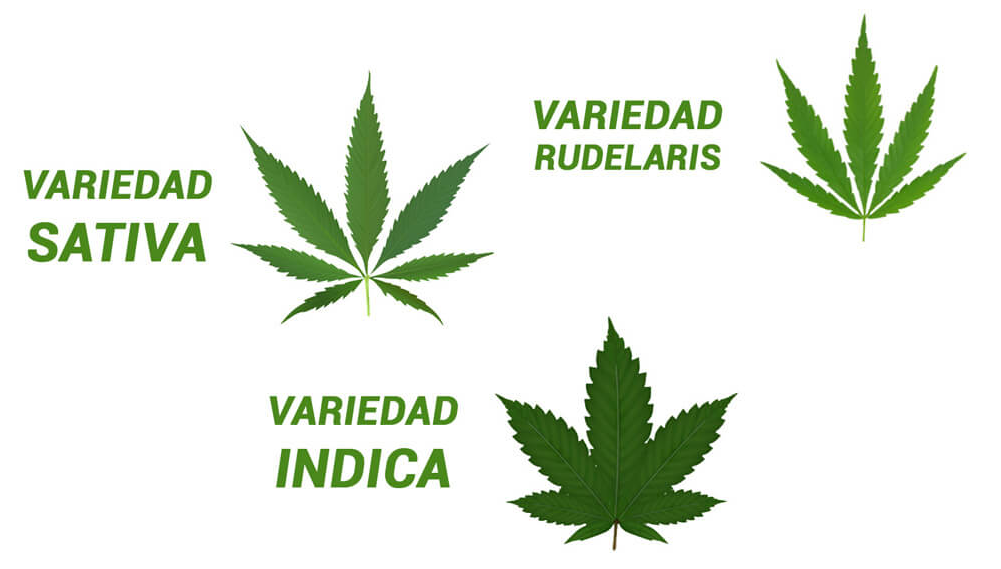 Cannabis Leaf Varieties PNG image