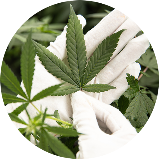 Cannabis Leaf White Gloves Handling PNG image