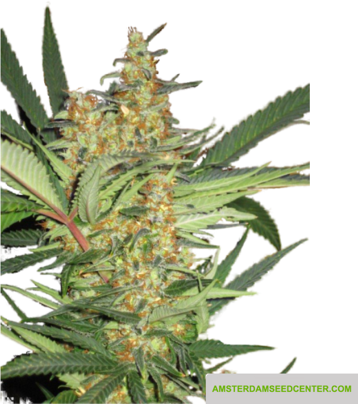 Cannabis Plant Closeup PNG image
