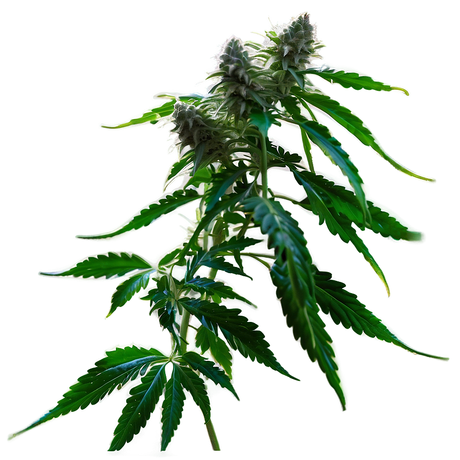 Cannabis Plant Png Phq PNG image