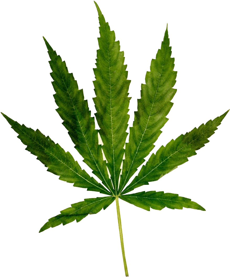 Cannabis Leaf Png Images (100++)