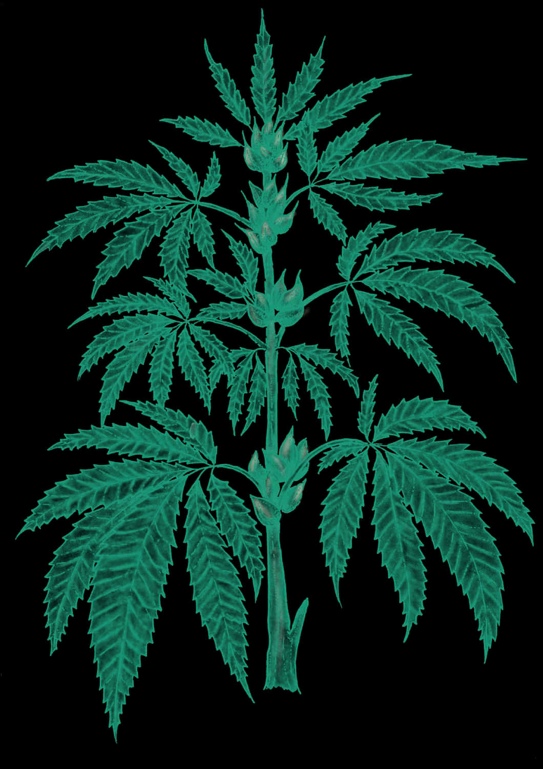 Cannabis Sativa Plant Leaves.jpg PNG image