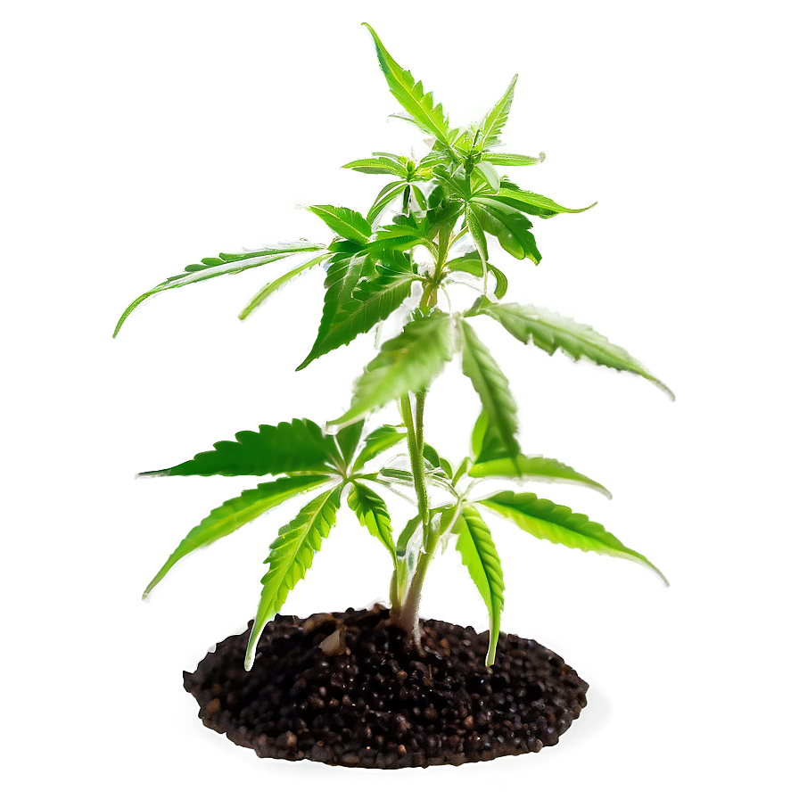 Cannabis Seedling Png Brs PNG image