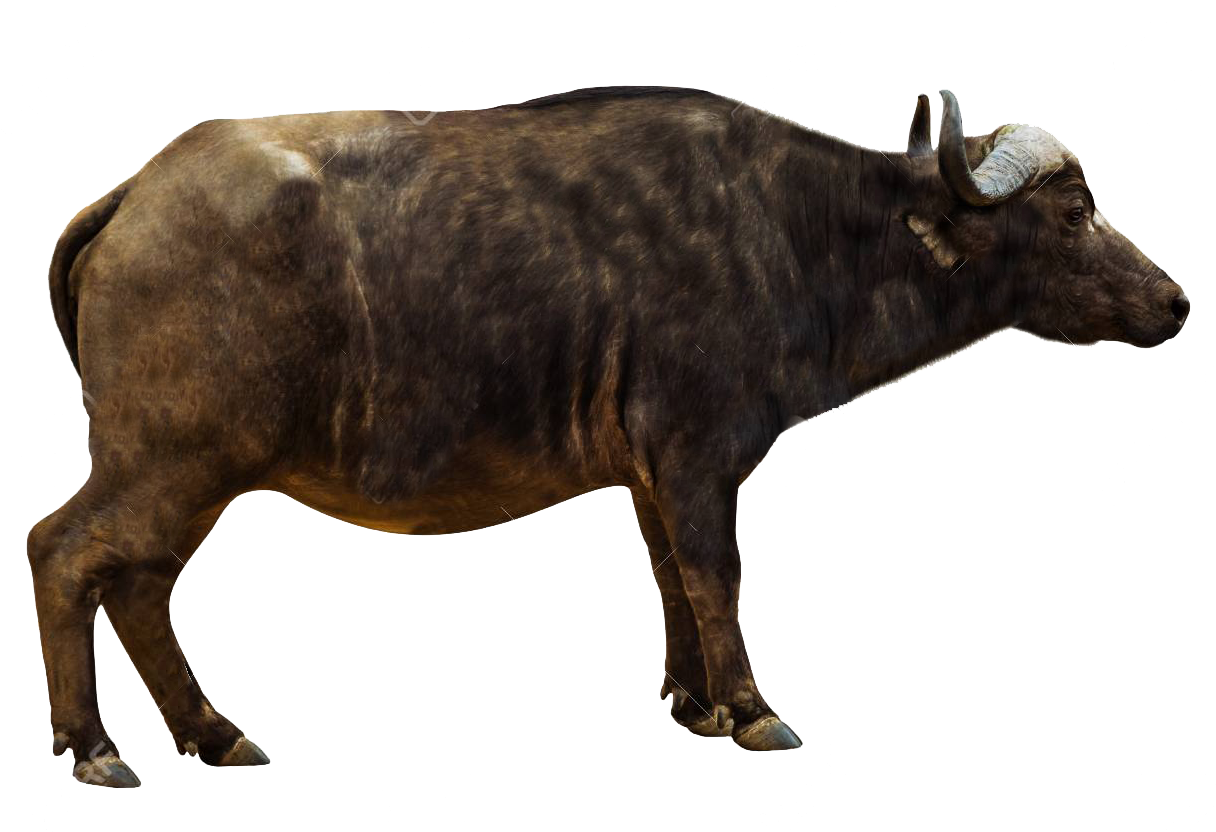 Cape Buffalo Side View PNG image