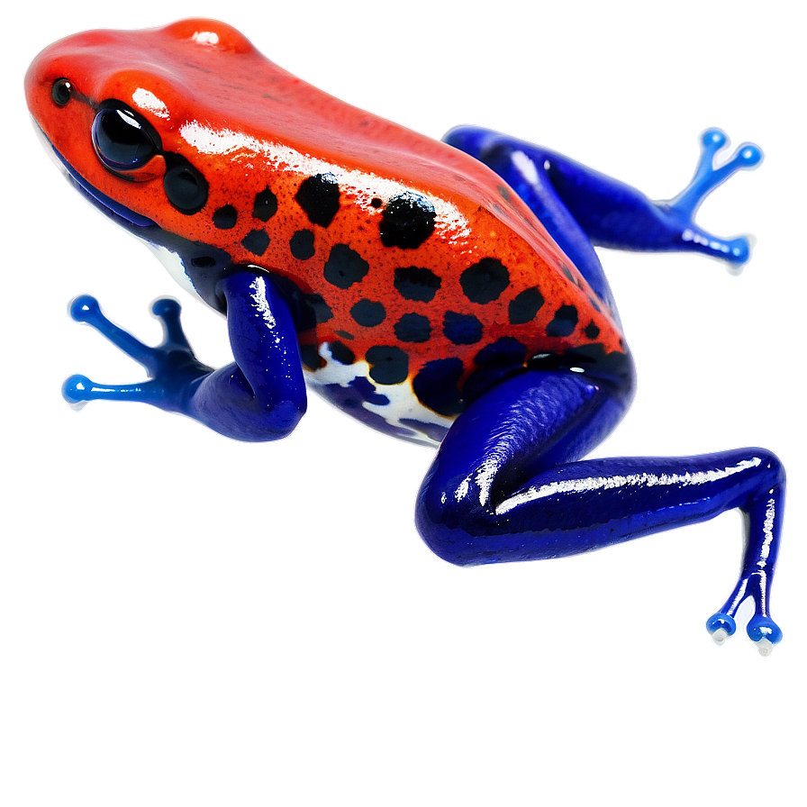 Captivating Poison Dart Frog Png Ree1 PNG image